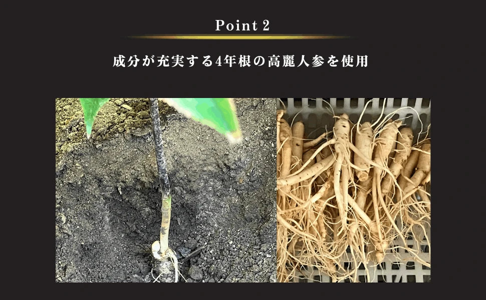 point2.成分が充実する4年根の高麗人参を使用