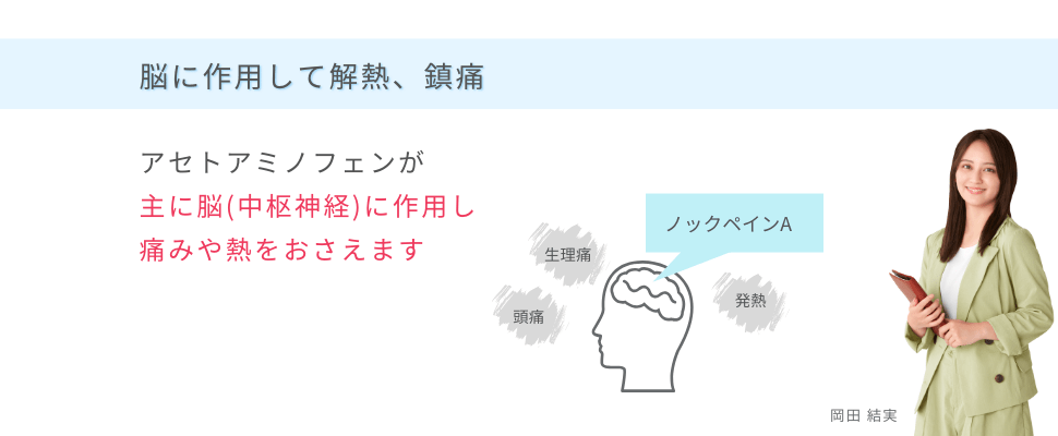 アセトアミノフェンが中枢（脳）に作用して解熱、鎮痛