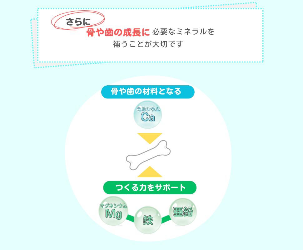 さらに骨や歯の成長に必要なミネラルを補うことが大切です。
