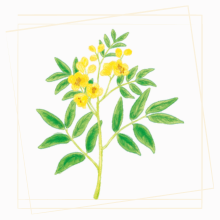 センナのイラスト