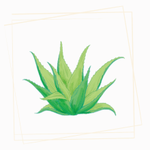 アロエのイラスト