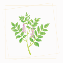 カンゾウのイラスト